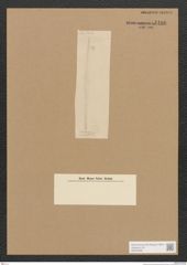 Diatomeae indet. Zeichnungen Sammlung Grunow Nr. 4406 (NHMW-BOT-W0372568)